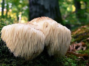 Az oroszlánsörény-gomba