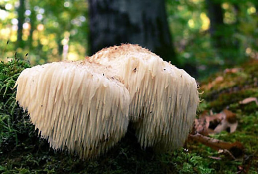 Az oroszlánsörény-gomba