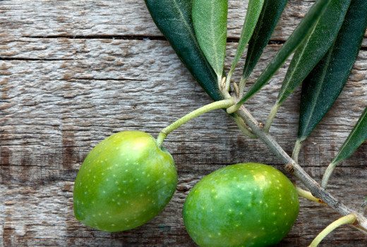 Olajfalevél kivonat: Természetes megoldás a felső légúti fertőzések ellen