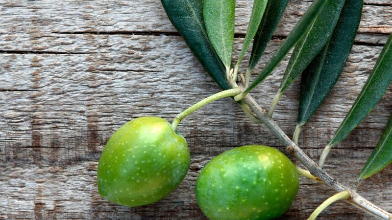 Olajfalevél kivonat: Természetes megoldás a felső légúti fertőzések ellen