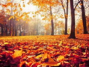 Őszi immun-booster vitaminok a Now Foodstól