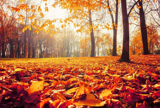 Őszi immun-booster vitaminok a Now Foodstól