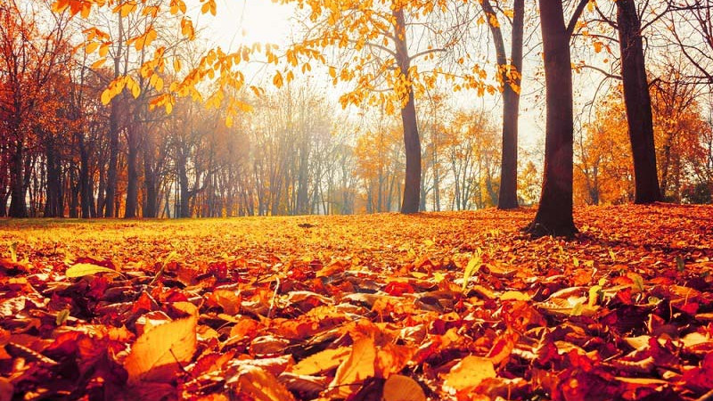 Őszi immun-booster vitaminok a Now Foodstól