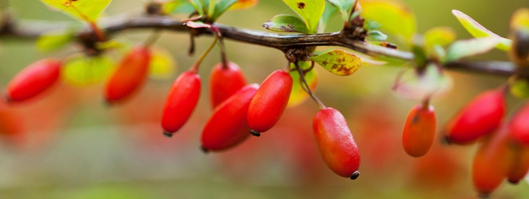 A NOW berberine termékek tesztelési eredményei, 2023. december