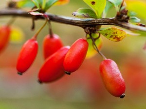 A NOW berberine termékek tesztelési eredményei, 2023. december