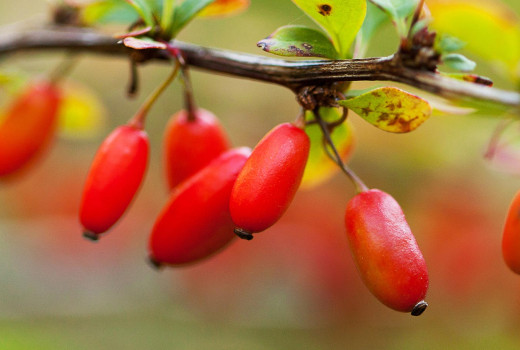 A NOW berberine termékek tesztelési eredményei, 2023. december