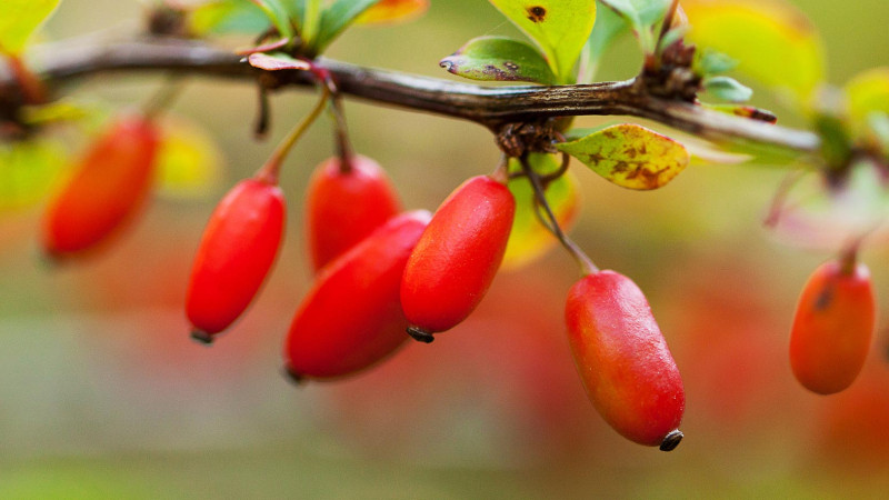 A NOW berberine termékek tesztelési eredményei, 2023. december