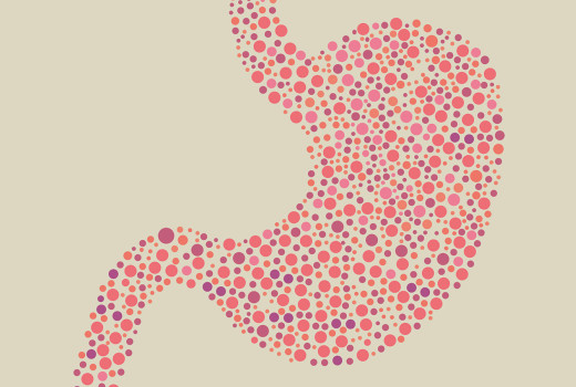 További információ az emésztőrendszer támogatásáról