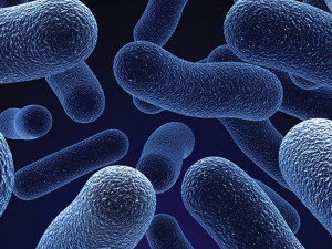 Baktériumok az egészségért