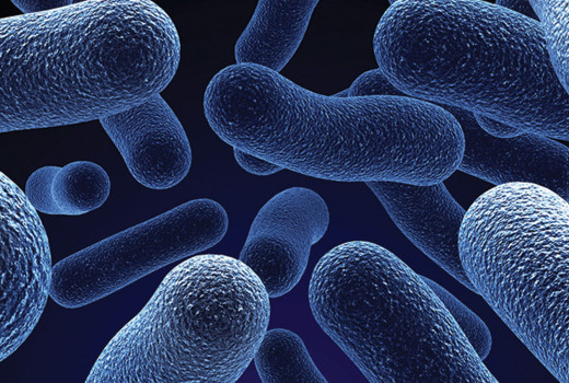 Baktériumok az egészségért