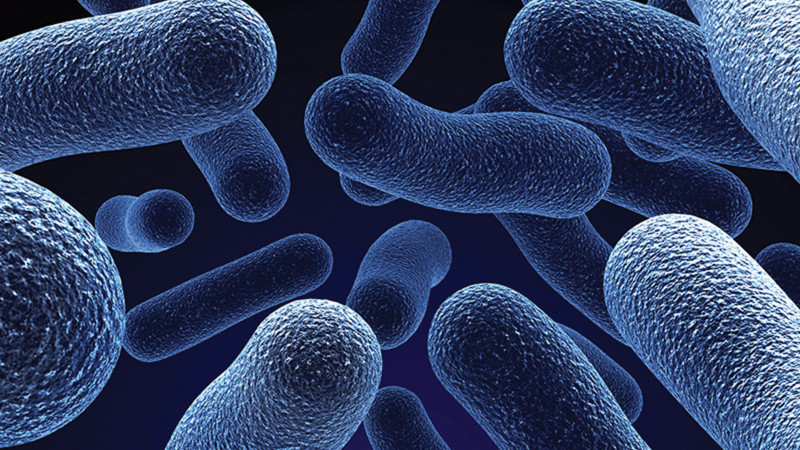 Baktériumok az egészségért
