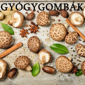 Gyógygombák