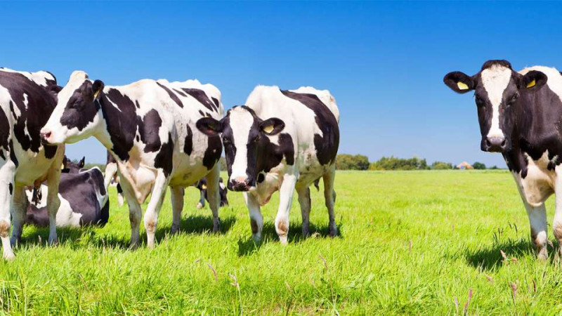 Mi a Colostrum? Honnan származik?