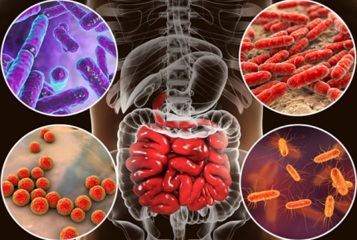 Segédlet a megfelelő probiotikum kiválasztáshoz