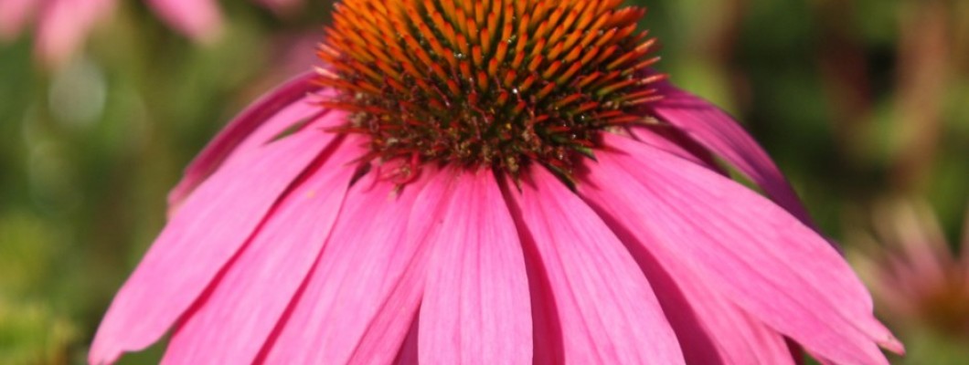 Az echinacea hatásai Az echinacea hatásai