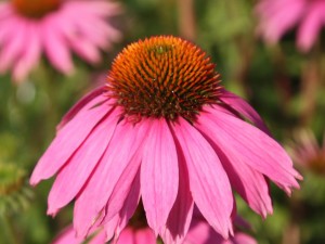 Az echinacea hatásai
