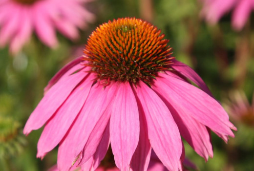 Az echinacea hatásai
