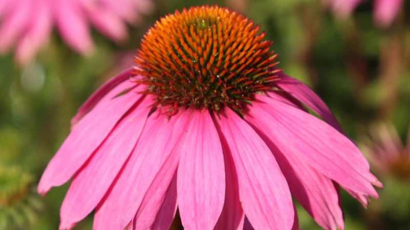 Az echinacea hatásai