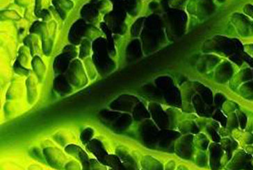 A klorofill hatásai és előnyei