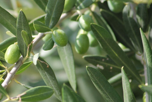 Az olajfalevél-kivonat lenyűgöző gyógyereje