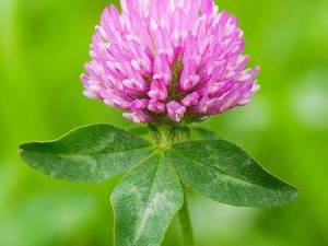 Red Clover: gyógynövény hölgyeknek