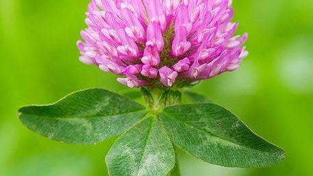 Red Clover: gyógynövény hölgyeknek