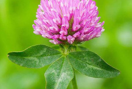 Red Clover: gyógynövény hölgyeknek